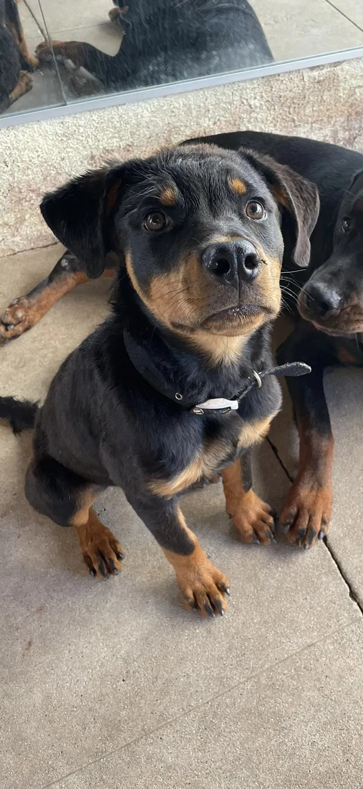 Lost dog in Los Angeles, CA, 90042