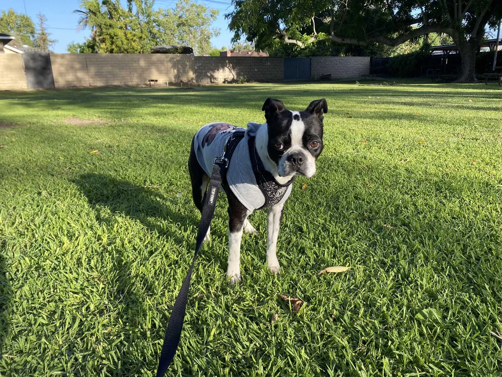 Lost dog in West Covina, CA, 91791