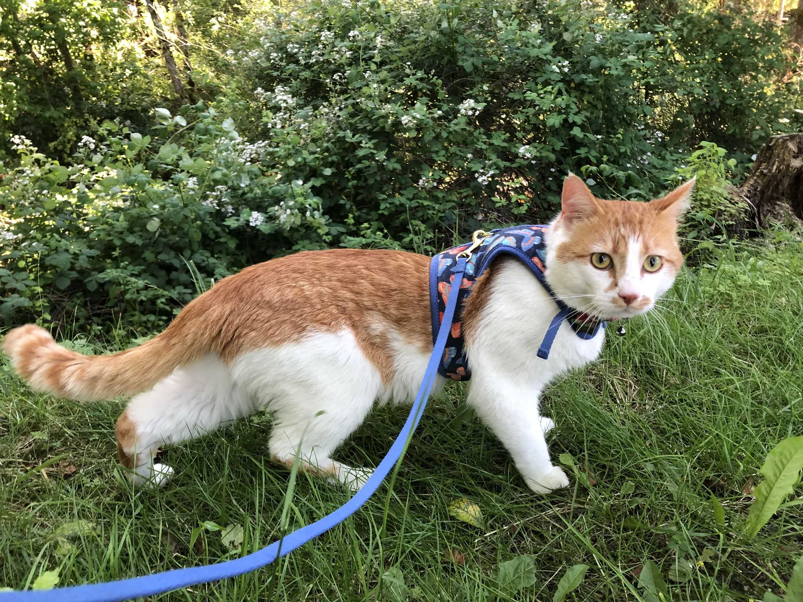 Lost cat in Bothell, WA, 98021