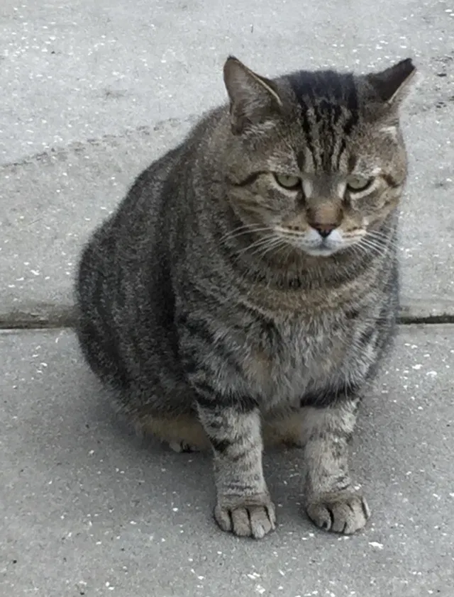 Lost cat in Tampa, FL, 33626