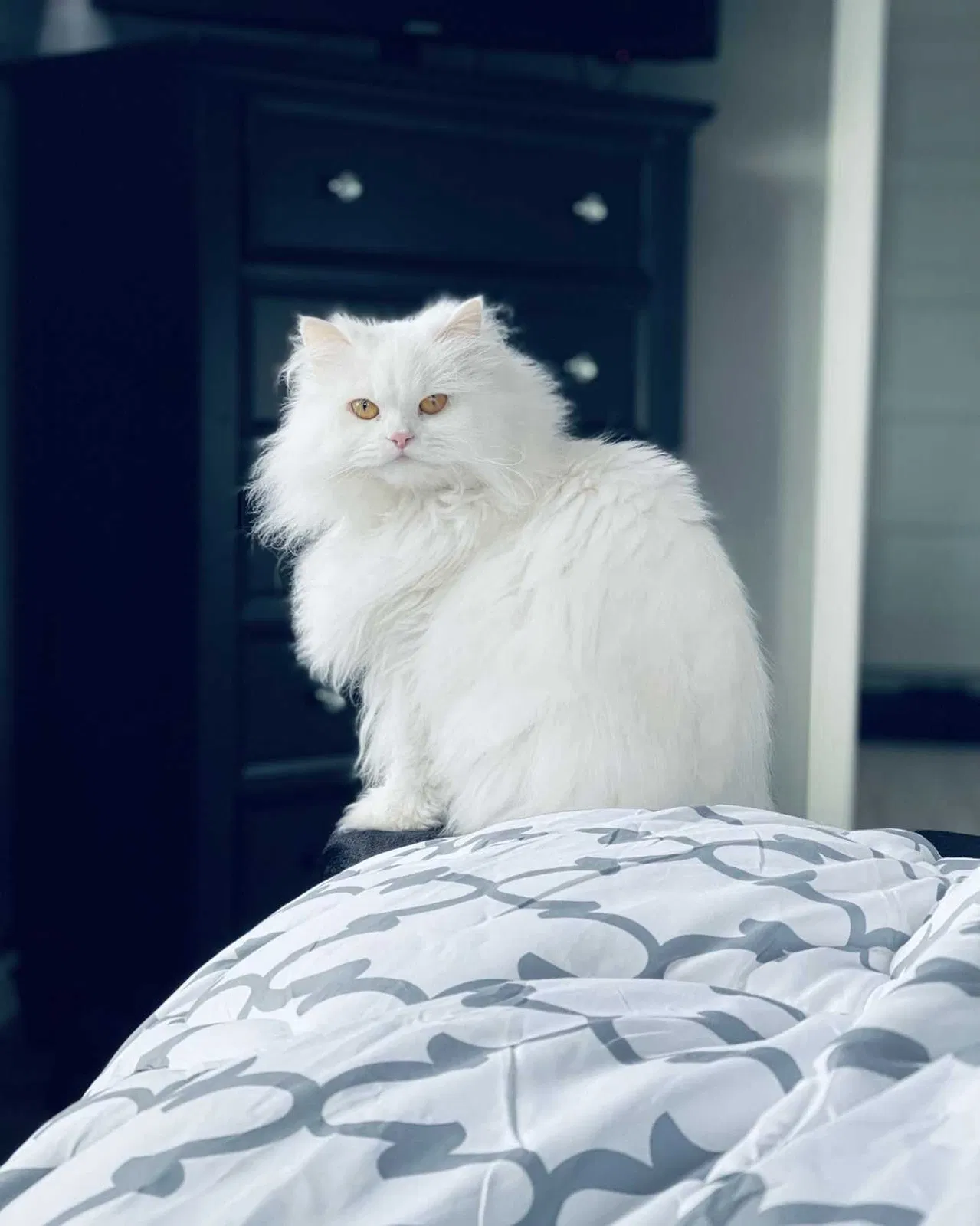 Lost cat in Olympia, WA, 98512