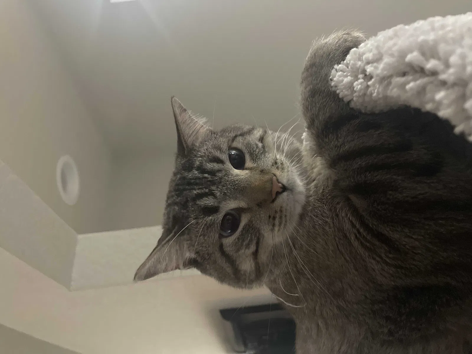 Lost cat in Arvada, CO, 80004