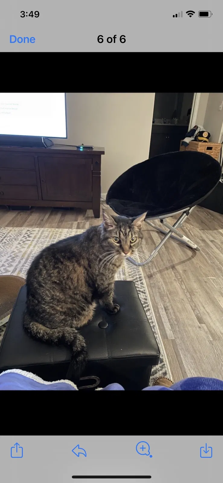 Lost cat in Fort Mill, SC, 29715
