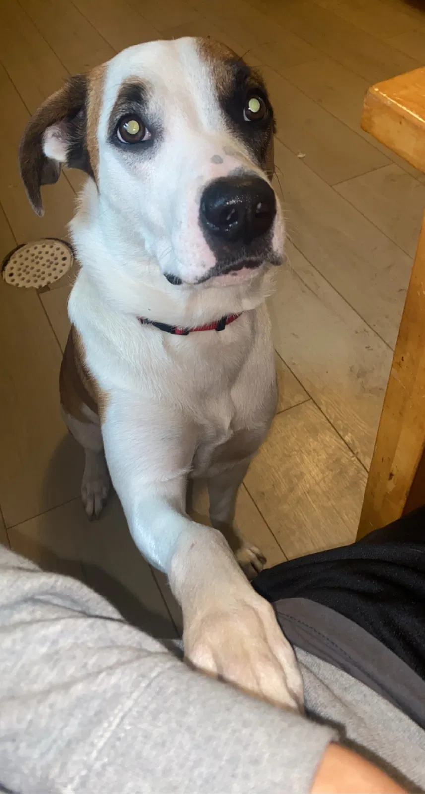 Lost dog in Minneapolis, MN, 55408