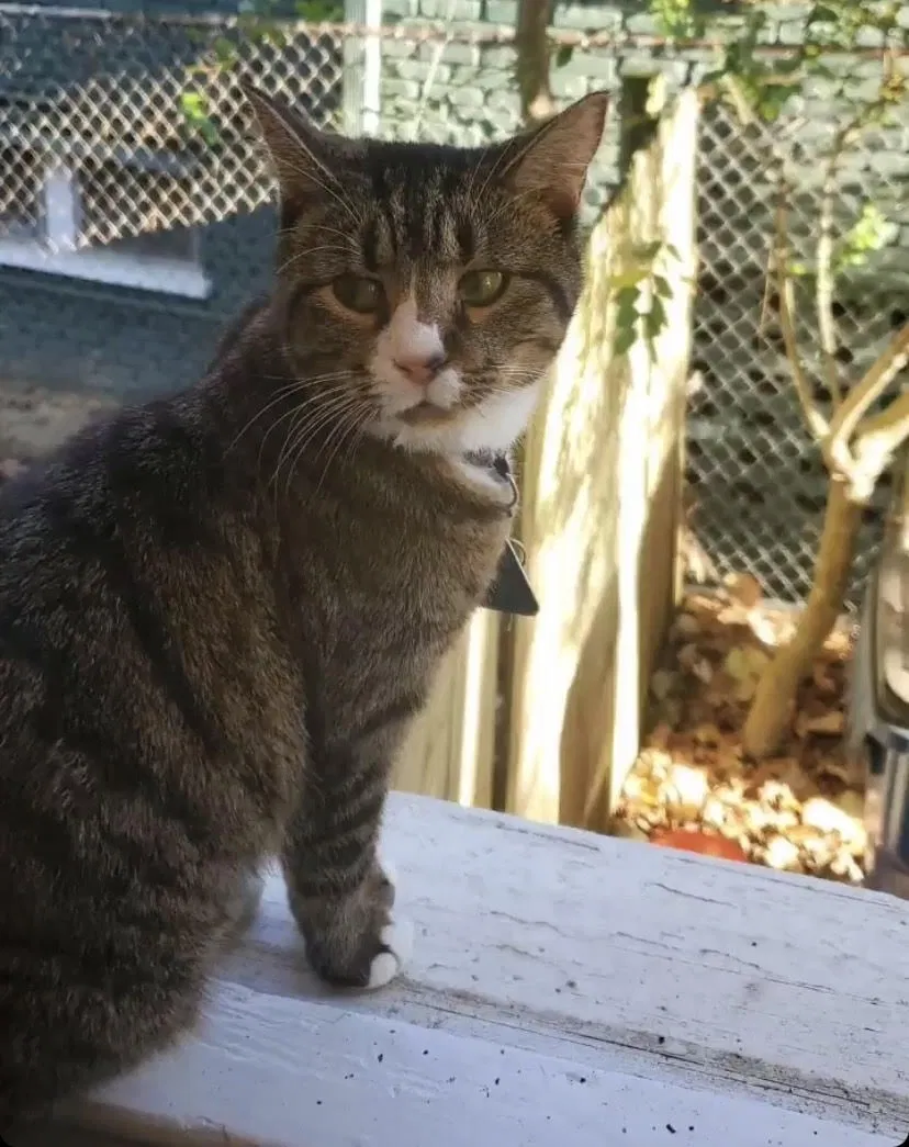Lost cat in Tonawanda, NY, 14150