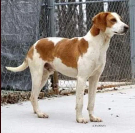 Lost dog in Semora, NC, 27343