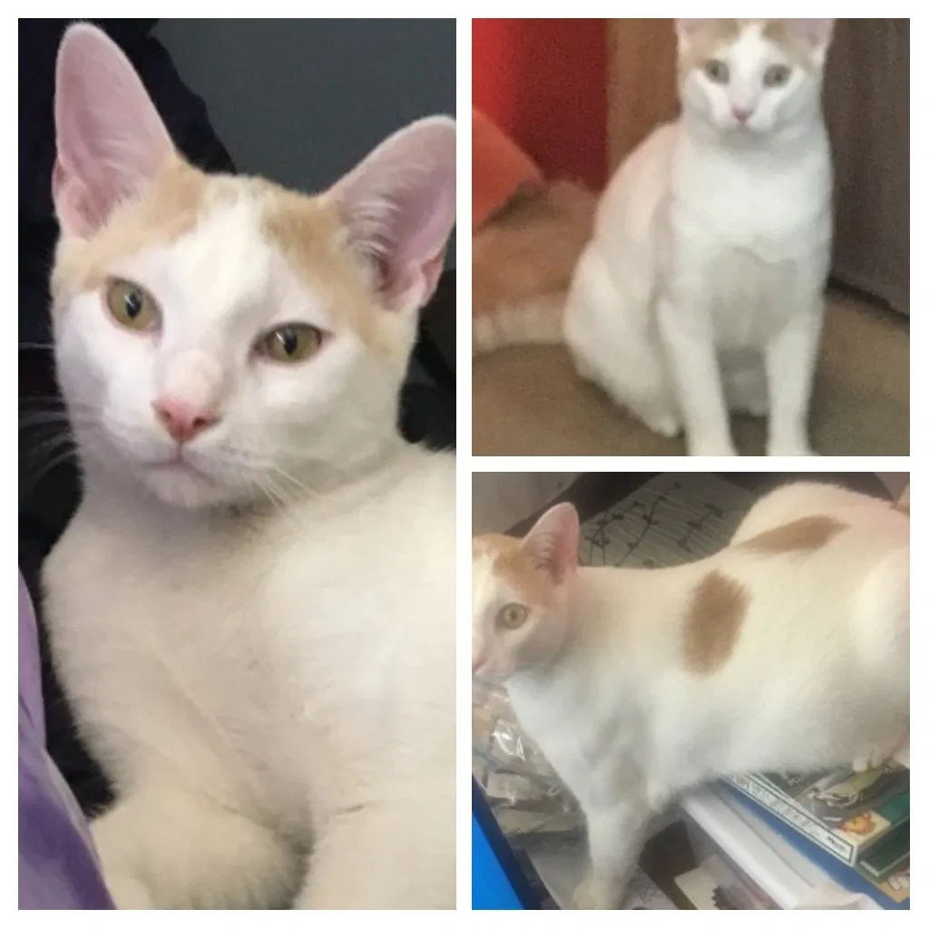 Lost cat in Robertsville, MO, 63072