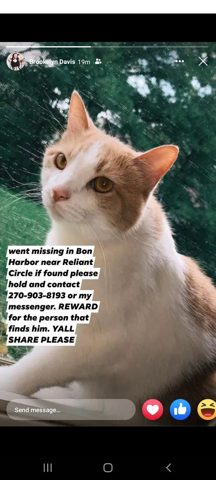 Lost cat in Owensboro, KY, 42301