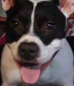 Lost dog in Emmett, ID, 83617