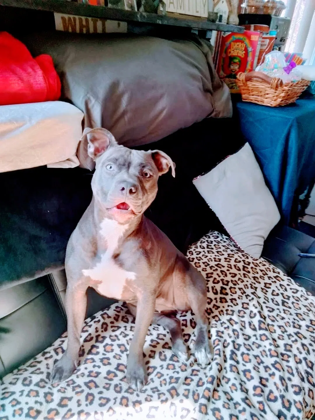 Lost dog in Louisville, KY, 40204