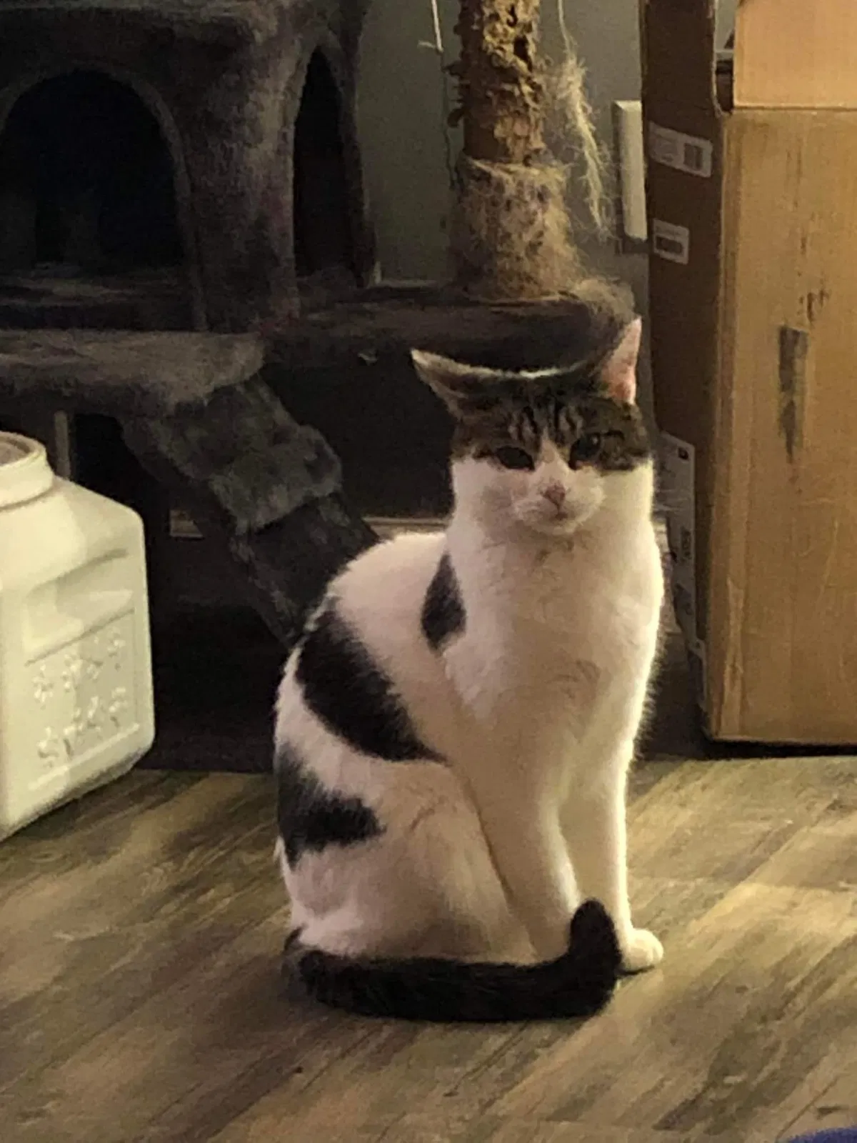 Lost cat in Unknown, OH, 34130