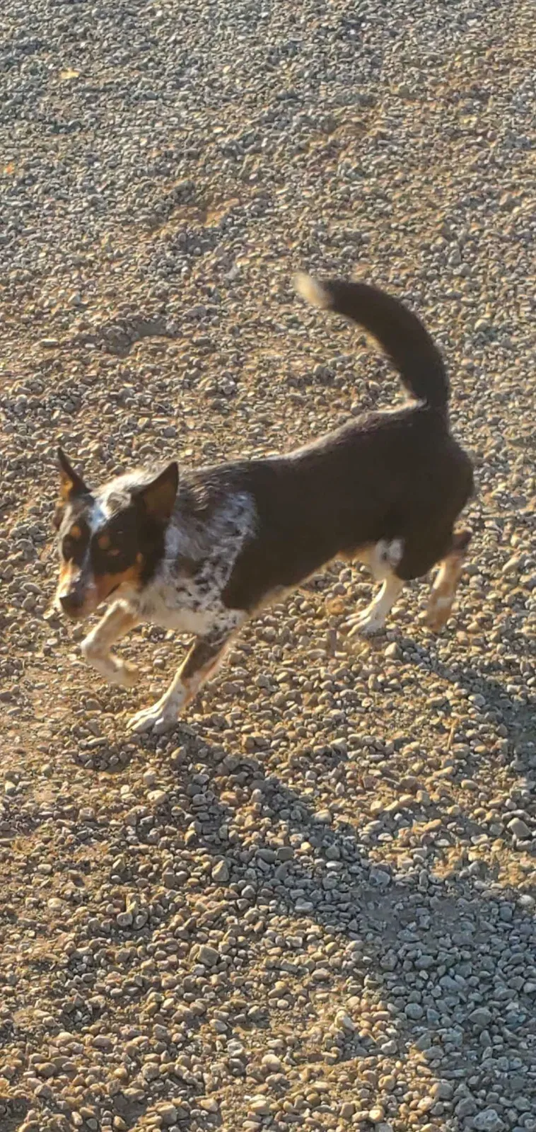 Lost dog in Whittier, CA, 90601