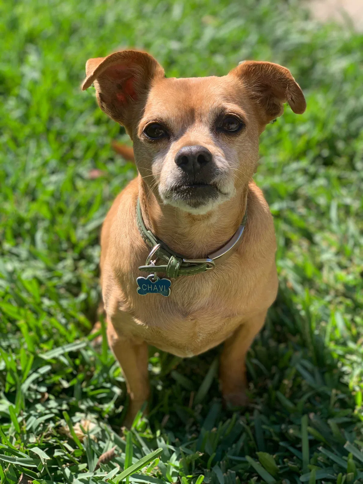 Lost dog in Garden Grove, CA, 92841