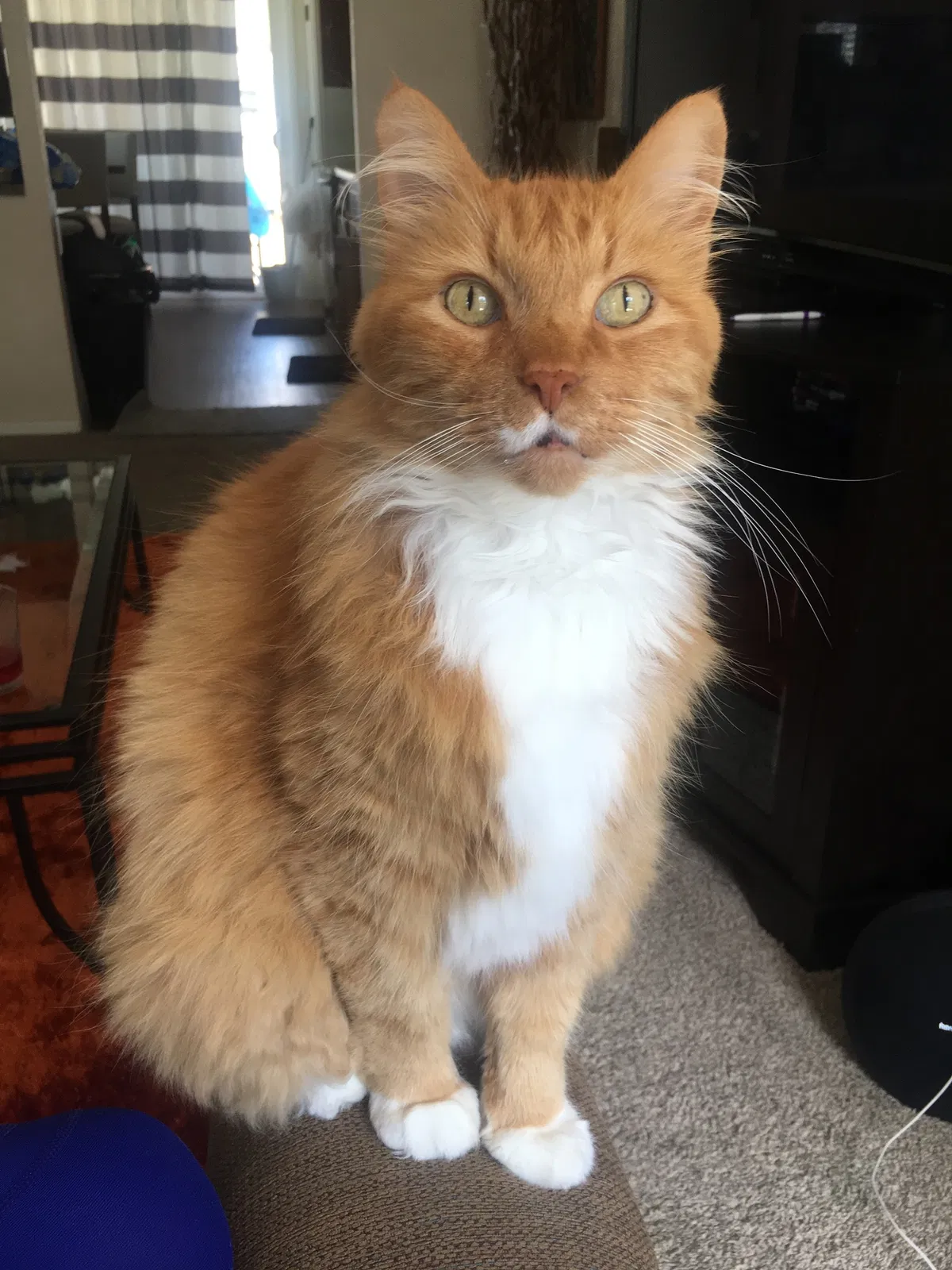 Lost cat in Arvada, CO, 80004