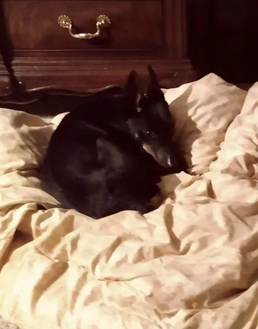 Found dog in Birmingham, AL, 35206
