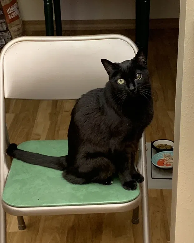 Missing Cat