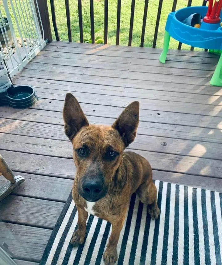 Found dog in Bristol, VA, 24202