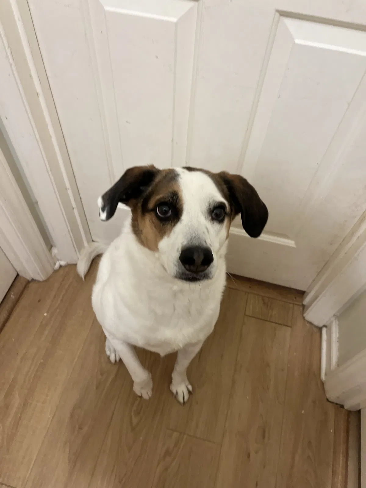 Lost dog in Charlotte, NC, 28270