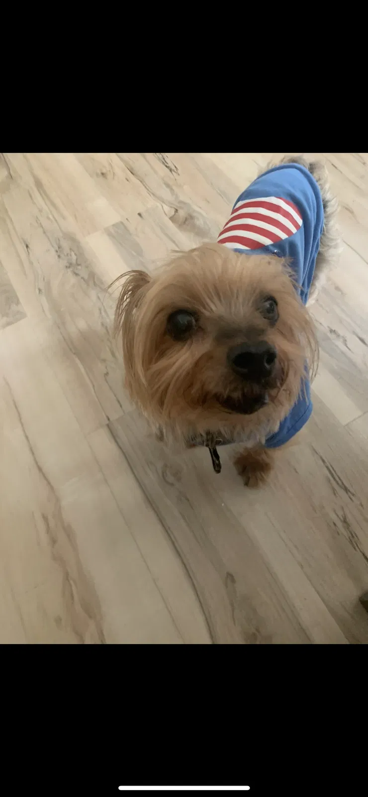 Lost dog in Sicklerville, NJ, 8081