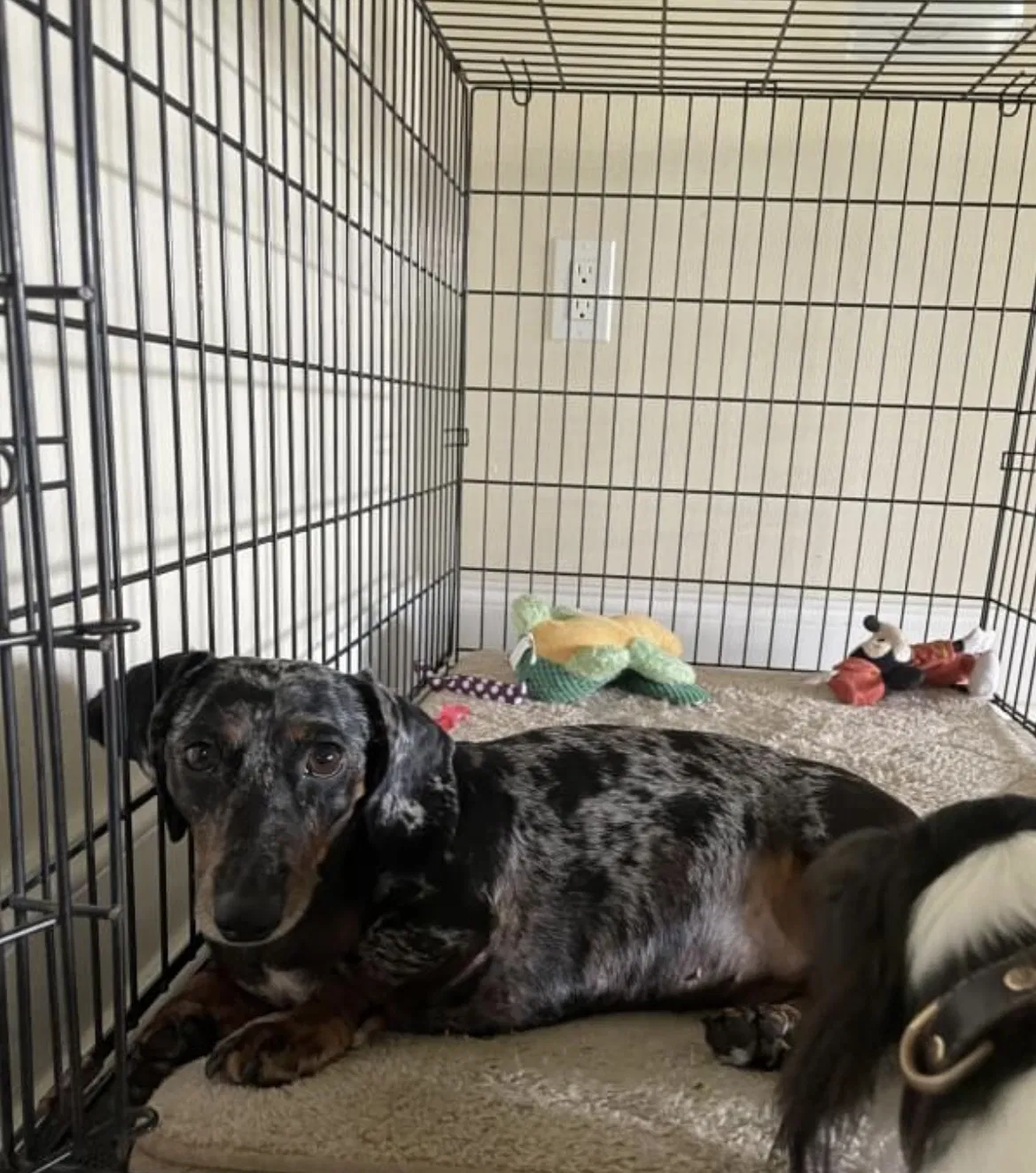 Lost dog in Titusville, FL, 32780