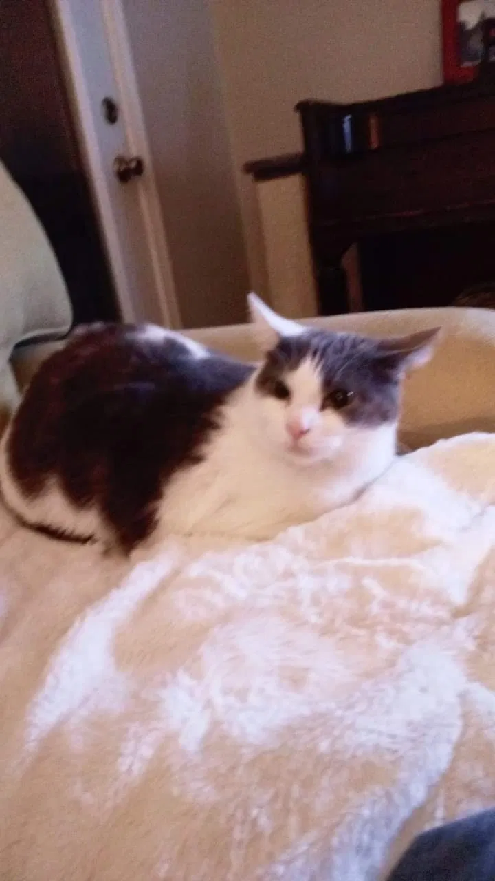 Lost cat in Valdese, NC, 28690