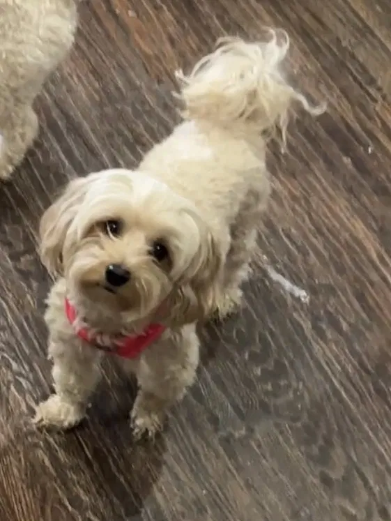 Lost dog in Plano, TX, 75074