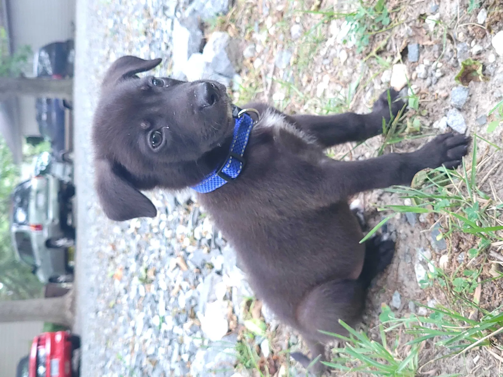 Lost dog in Greensboro, NC, 27403