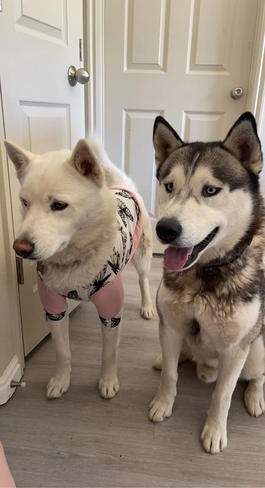 Lost dog in Springville, UT, 84663