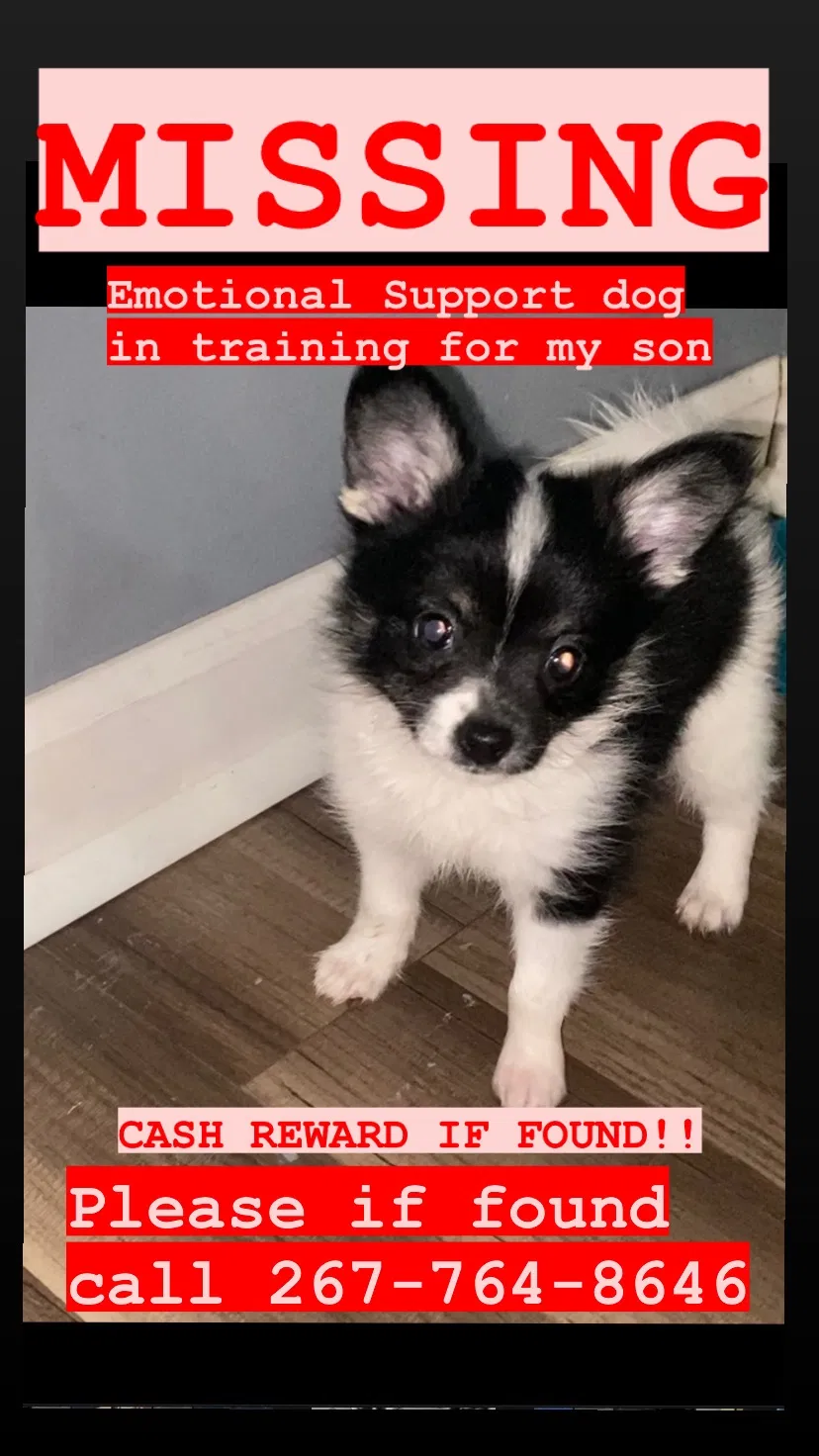 Lost dog in Norristown, PA, 19401