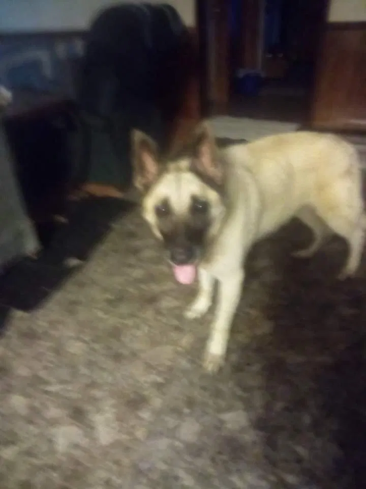Lost dog in Aiken, SC, 29803