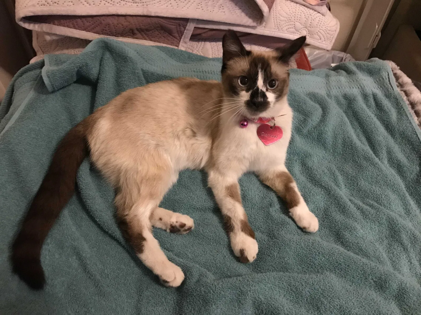 Lost cat in El Paso, TX, 79932