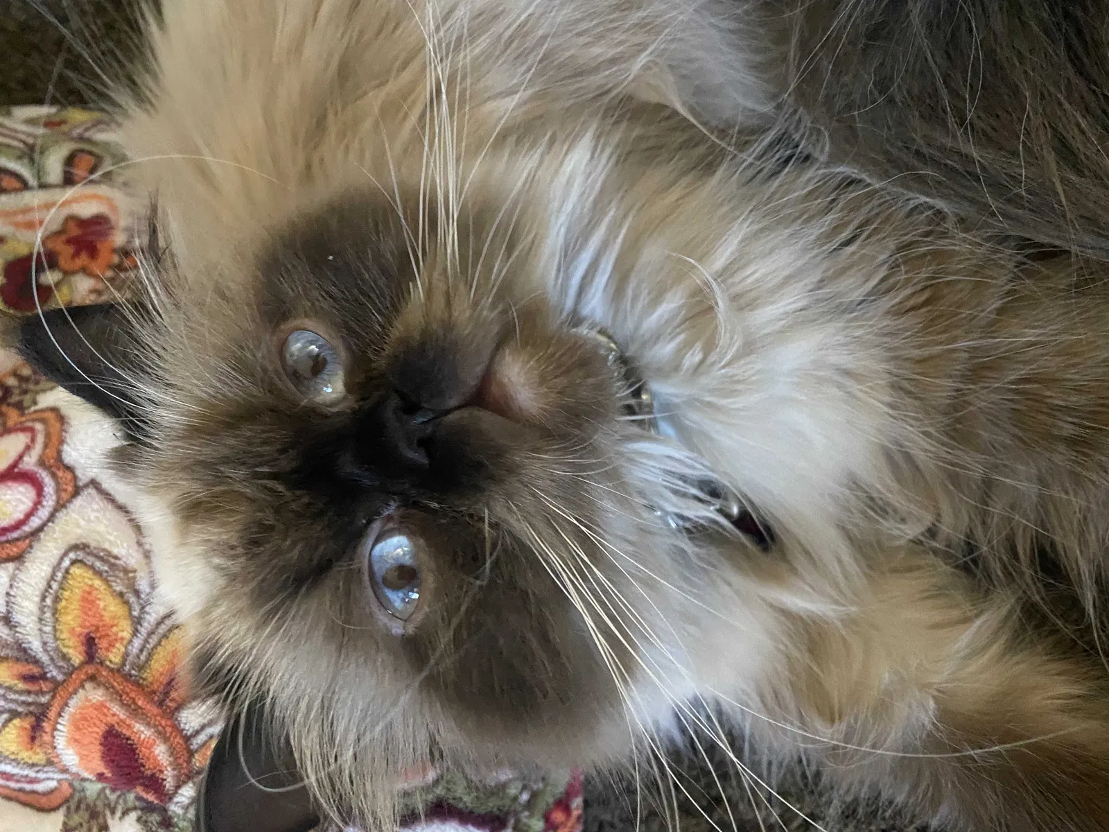 Lost cat in Reseda, CA, 91335