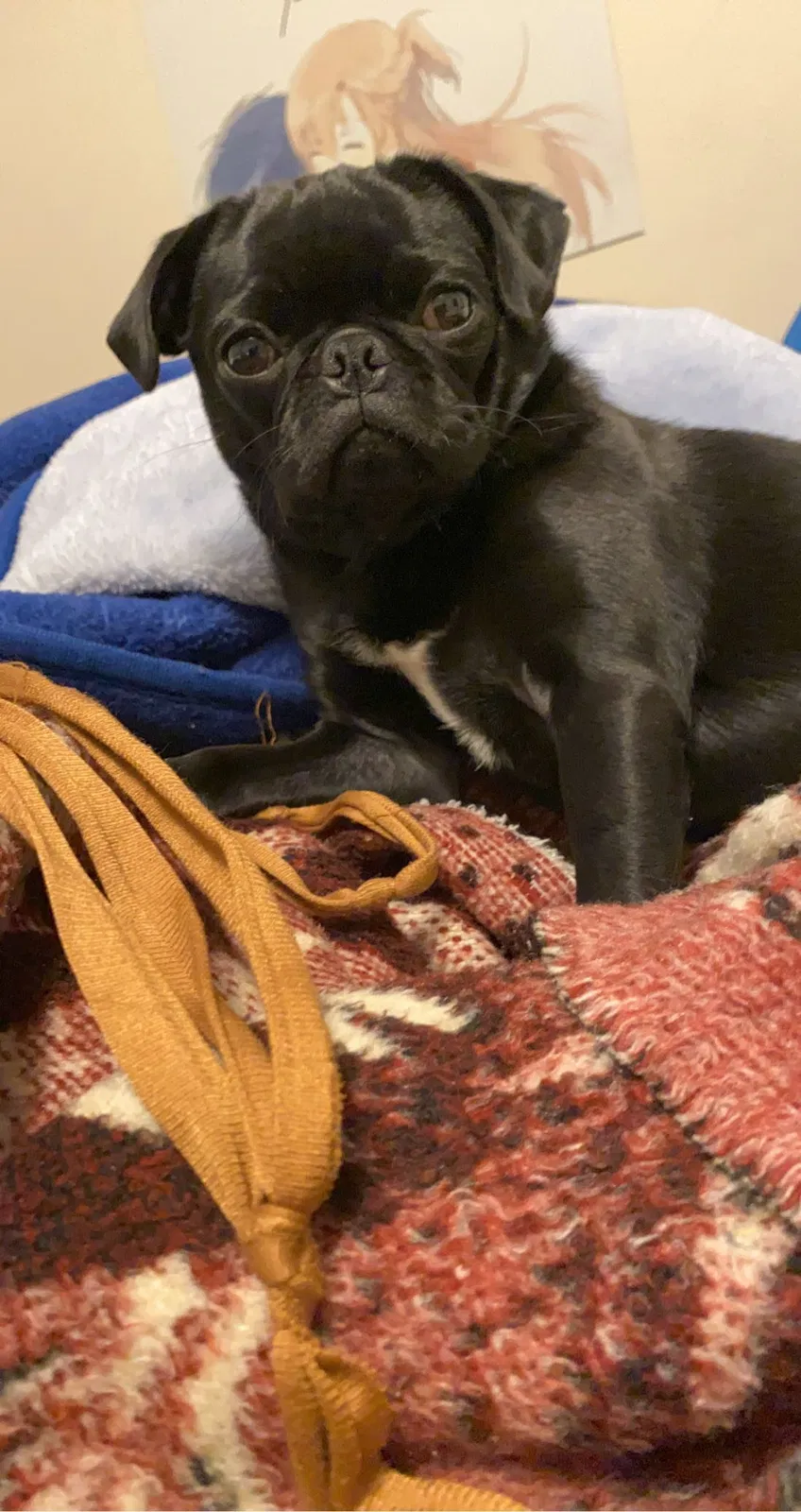 Lost dog in Norfolk, VA, 23504