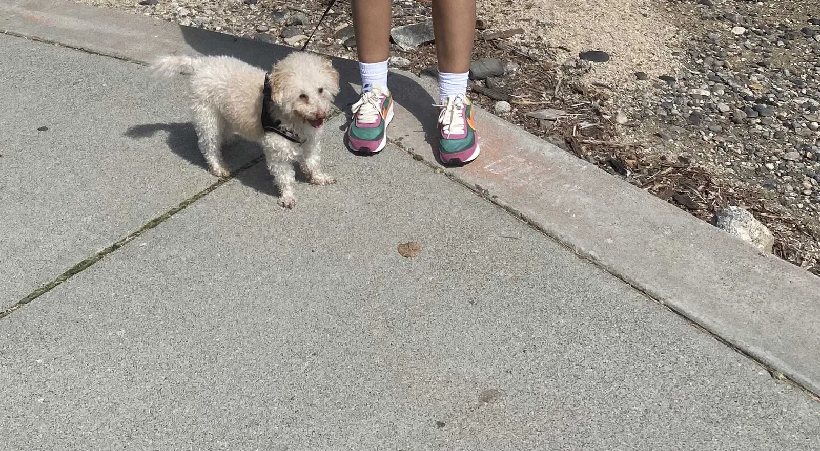 Lost dog in Seattle, WA, 98198