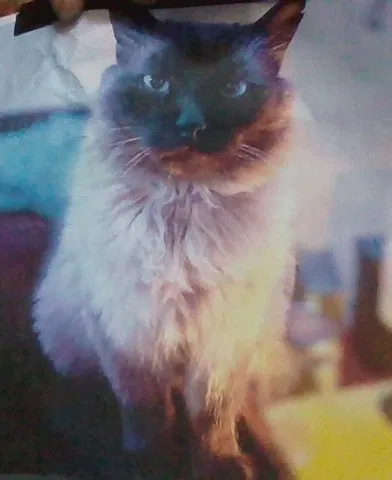 Lost cat in Perris, CA, 92570