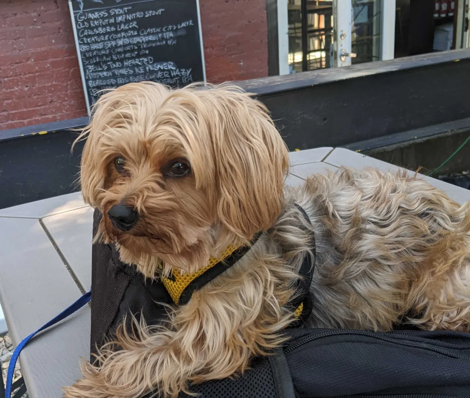 Lost dog in Atlanta, GA, 30312