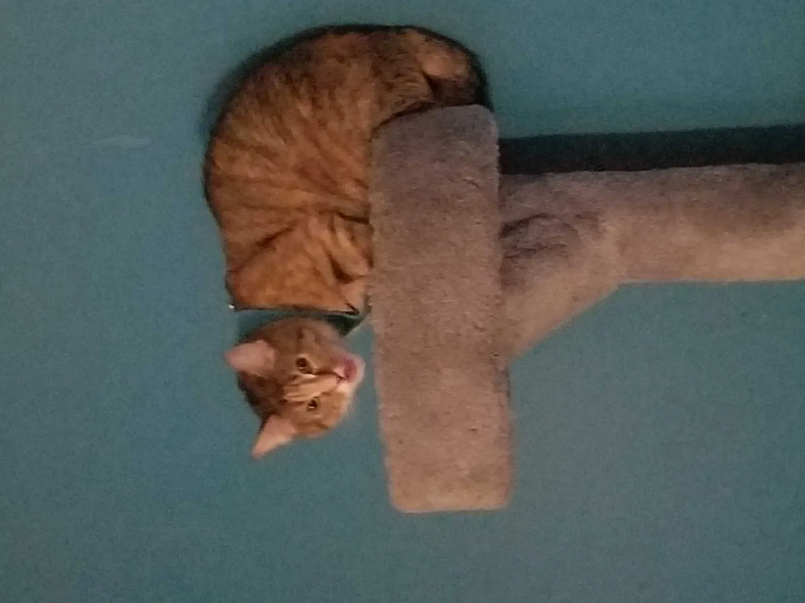 Lost cat in New Richmond, WI, 54017