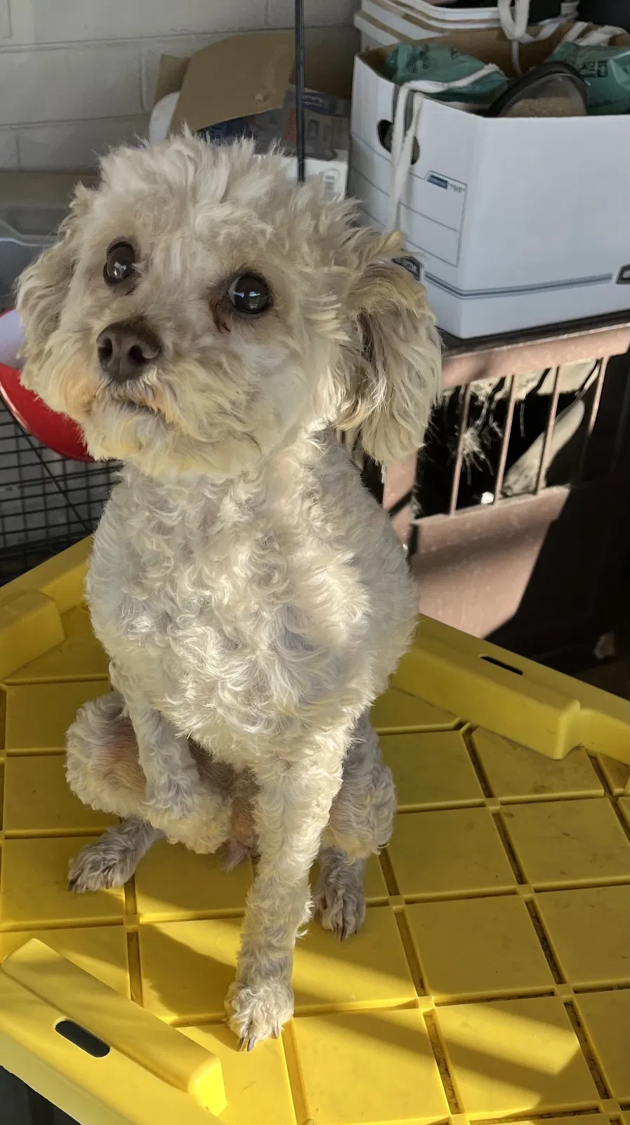 Lost dog in Mesa, AZ, 85204