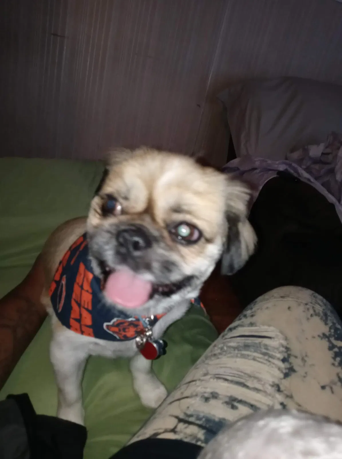 Lost dog in Chicago, IL, 60620