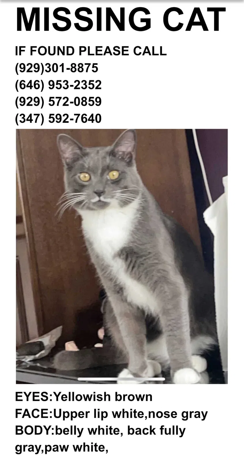 Lost cat in South Richmond Hill, NY, 11419
