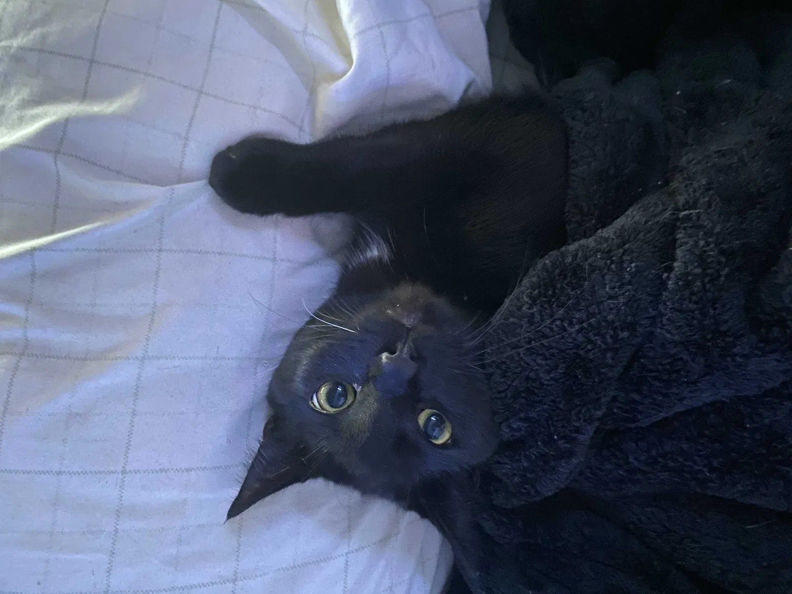Lost cat in Azusa, CA, 91702