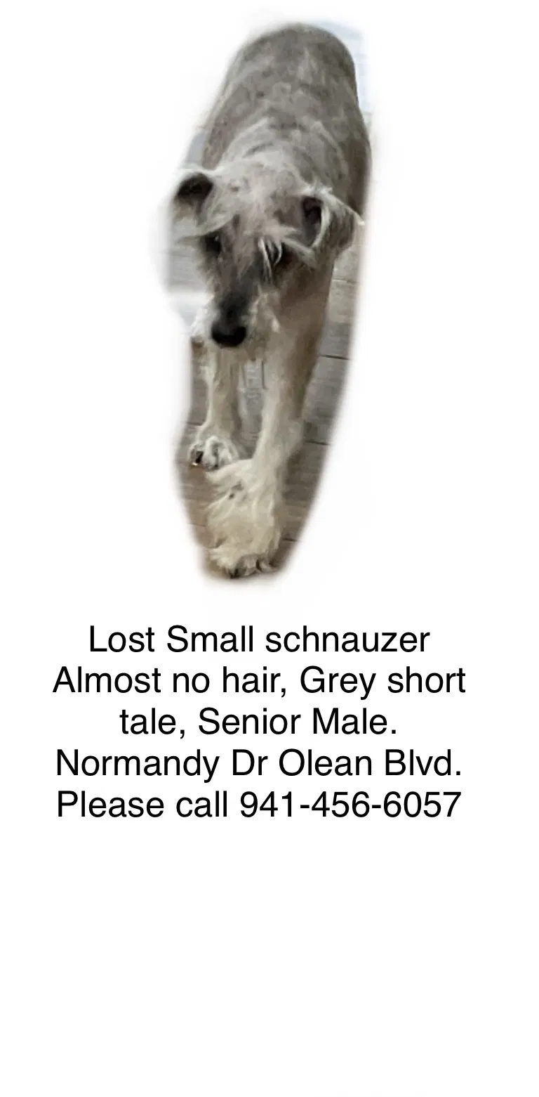 Lost dog in Port Charlotte, FL, 33952