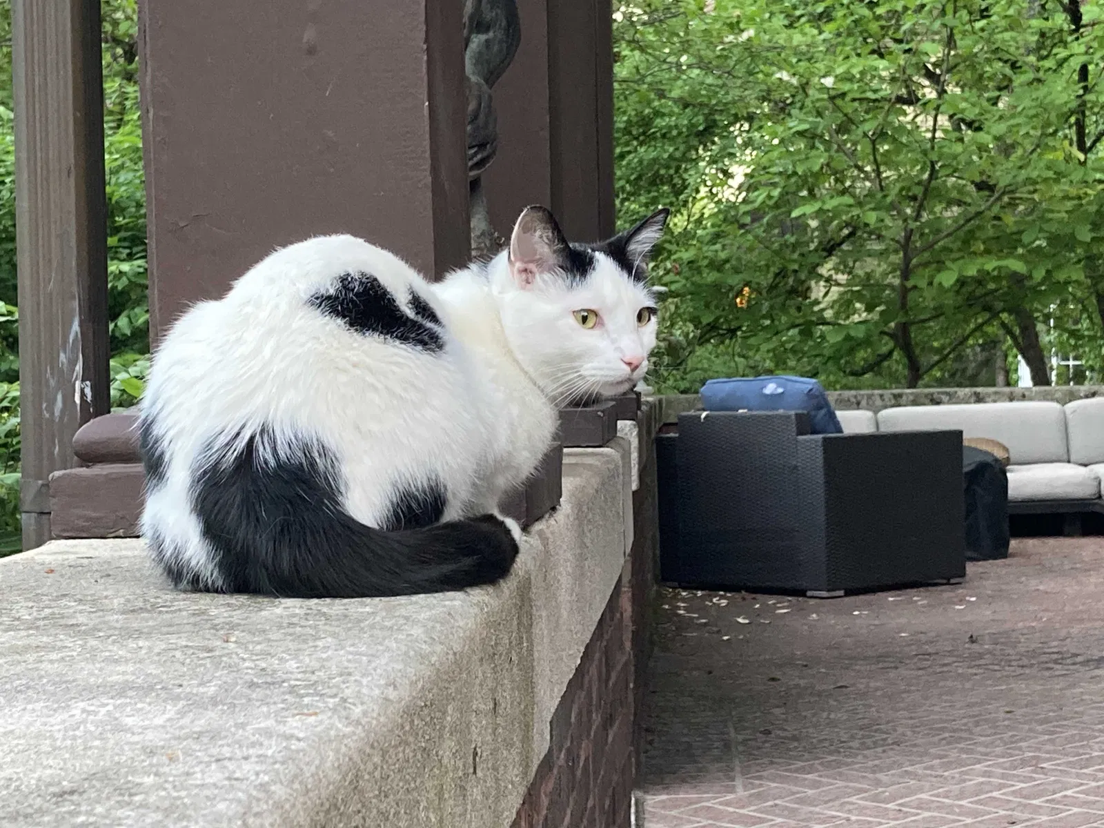 Lost cat in Oak Park, IL, 60302