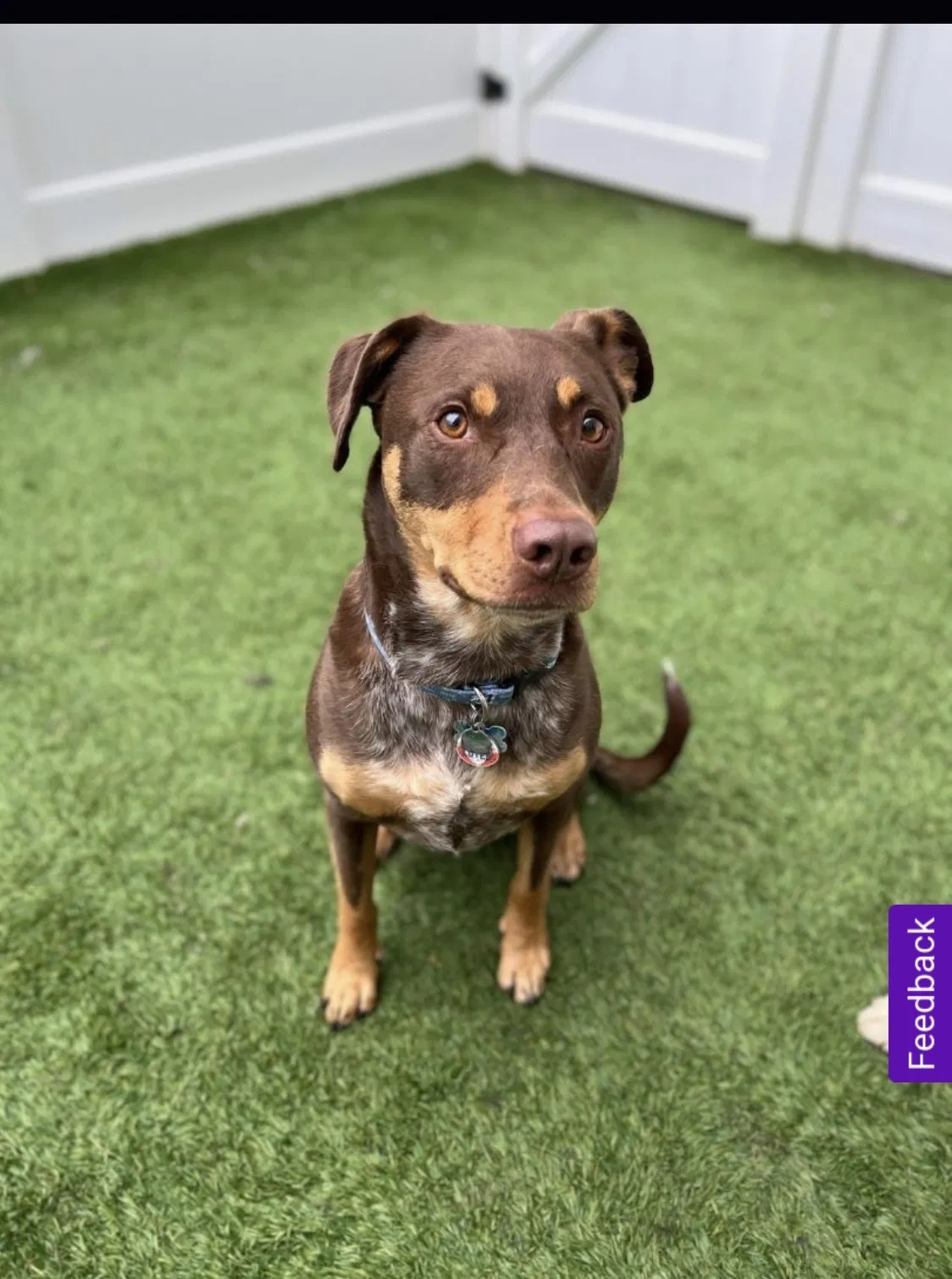 Lost dog in Bremerton, WA, 98312