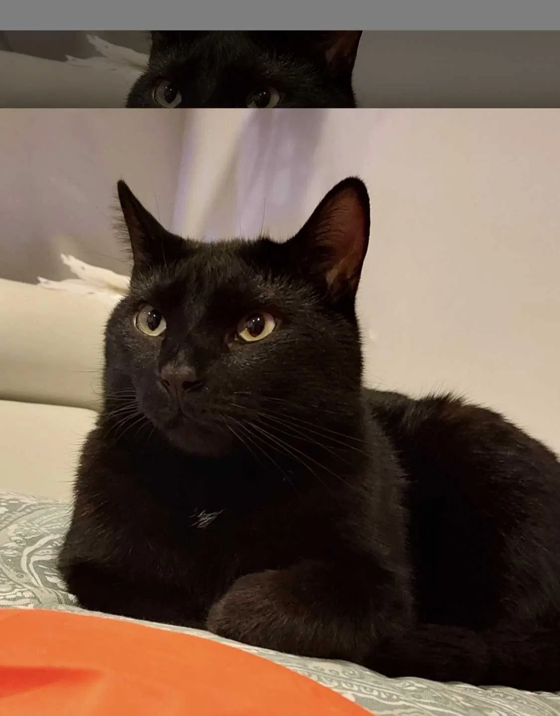 Lost cat in South Park, PA, 15129