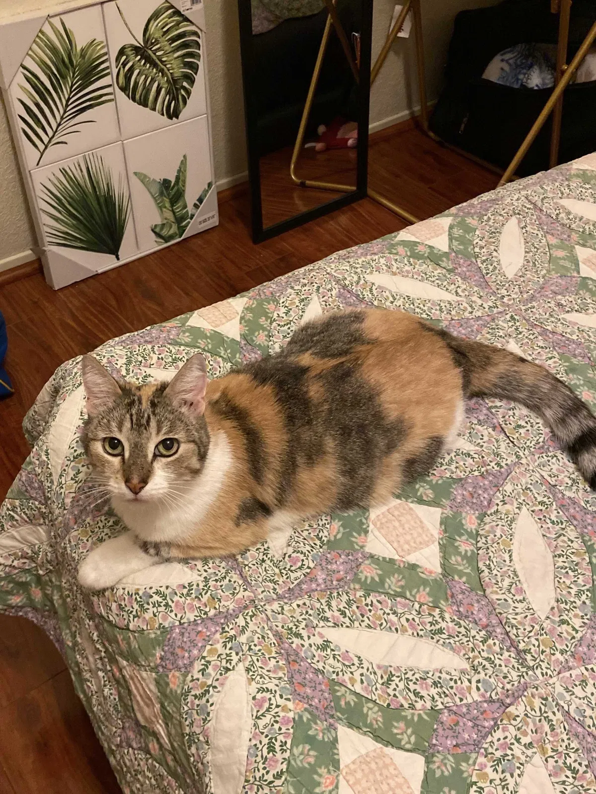 Lost cat in San Antonio, TX, 78259