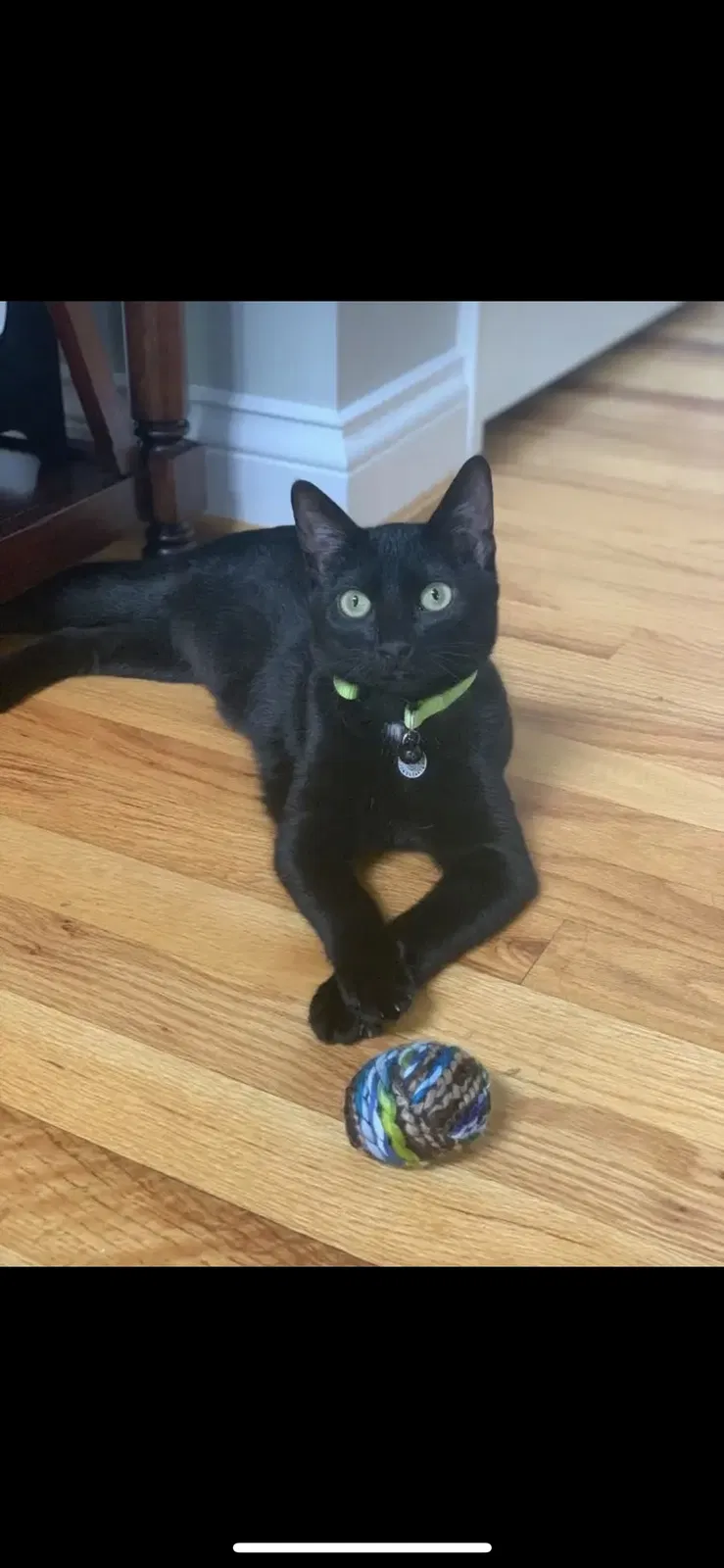 Lost cat in Chesterfield, MO, 63005