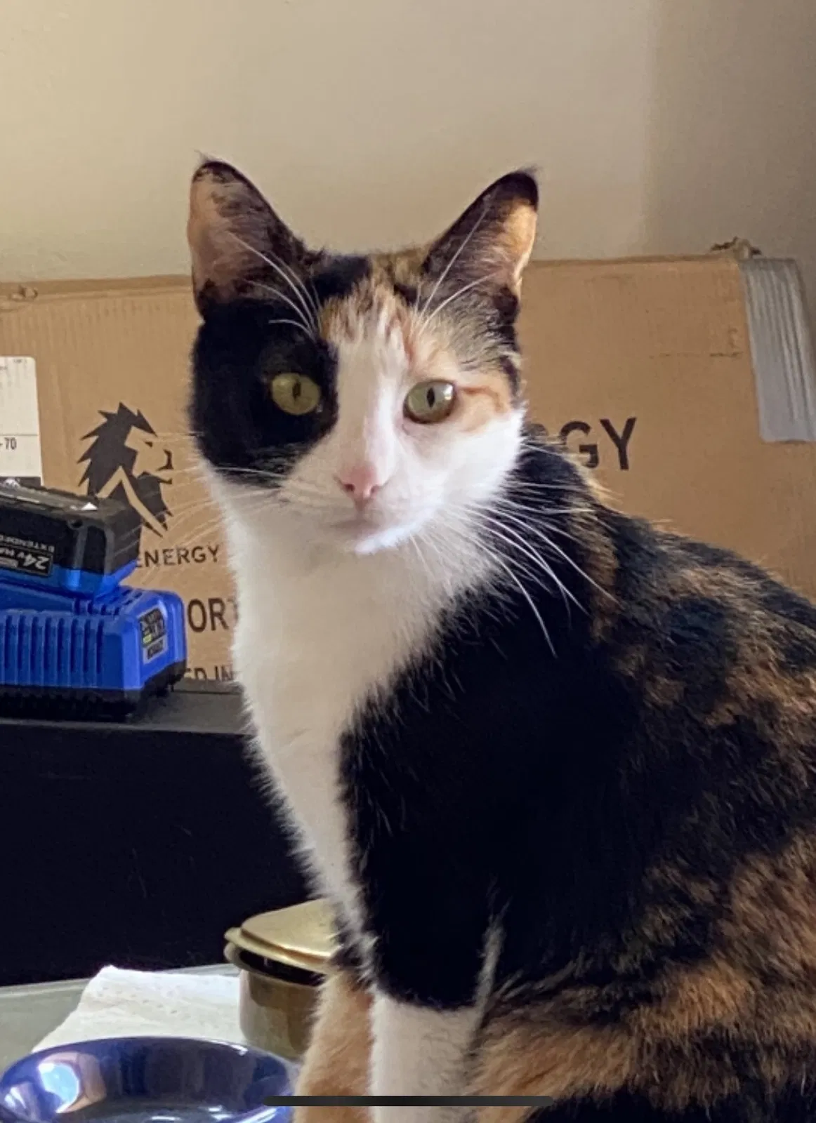 Lost cat in Tucson, AZ, 85739