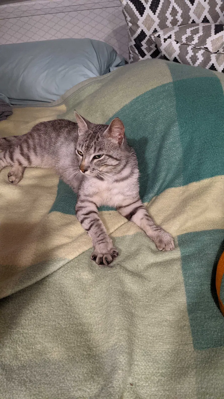 Lost cat in Collinsville, IL, 62234