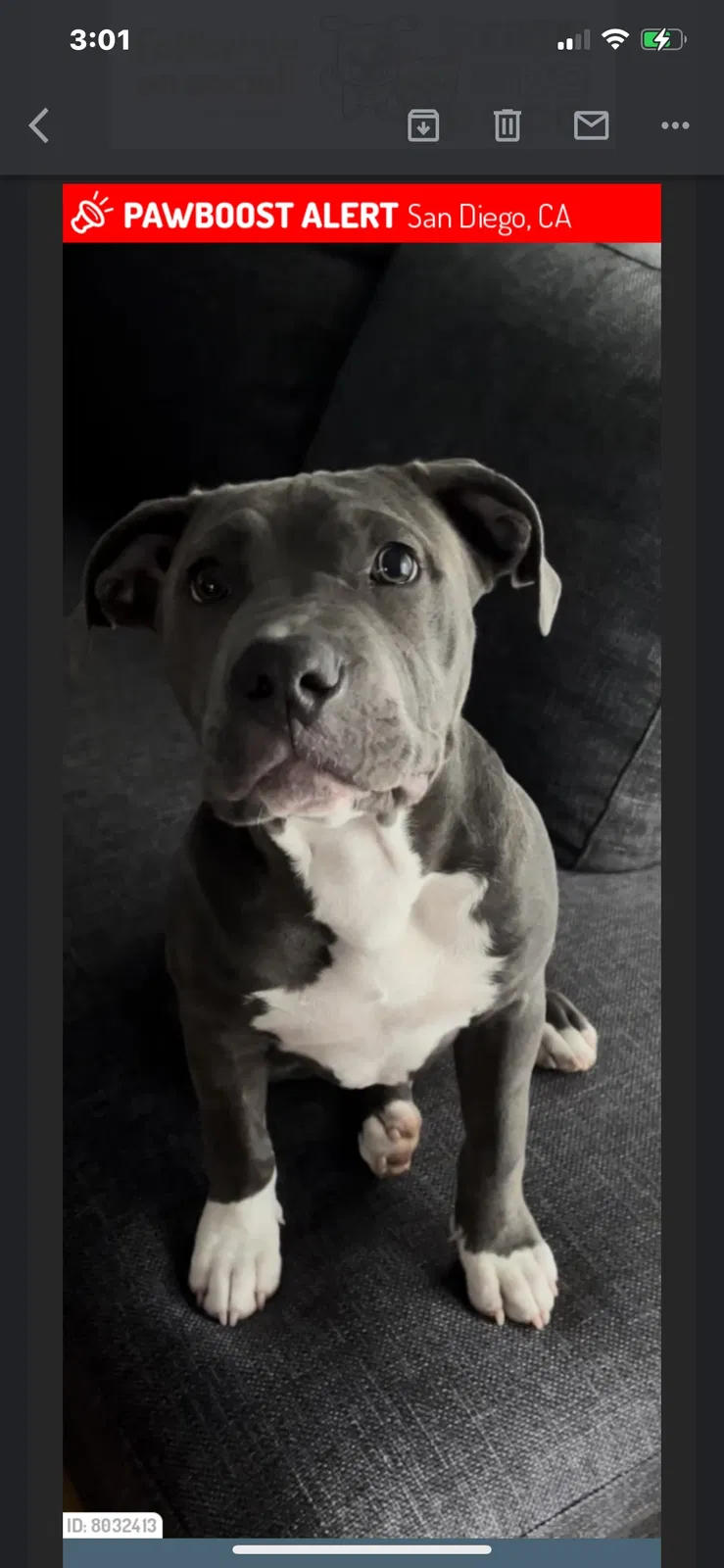 Lost dog in San Diego, CA, 92119